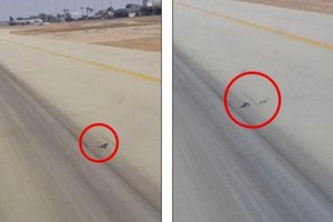 Ada Kadal Kawin di Landasan Pacu, Pesawat di Arab Saudi Batal Take Off