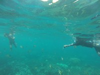 Traveler juga dapat snorkeling dan berenang di air. Panorama bawah lautnya indah dan daya pandang di dalam air cukup bagus (Aji Bagoes/detikTravel)