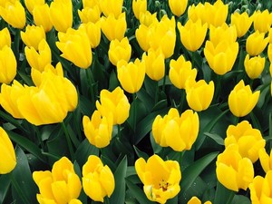 Aih... Cantiknya Bunga Tulip di Belanda