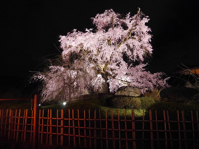 Menilik Pohon Sakura yang Paling Populer di Kyoto, Jepang