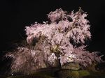 Inikah Pohon Sakura Paling Keren di Kyoto?