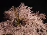 Inikah Pohon Sakura Paling Keren di Kyoto?