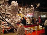 Inikah Pohon Sakura Paling Keren di Kyoto?