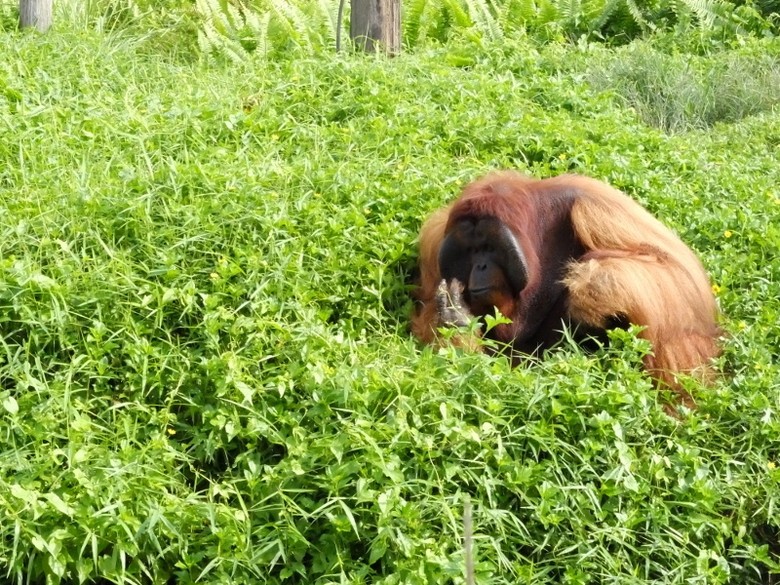 Gambar Orang Utan