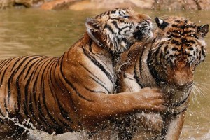 Kisah Kuil Harimau yang Penuh Kontroversi di Thailand