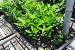 Melihat Tempat Pembibitan Mangrove di TWA Angke Kapuk