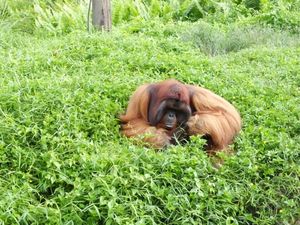 Penyiksa Orangutan Belum Ditemukan, WWF Desak BKSDA dan 