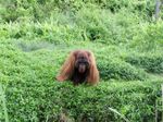 Potret Si Bujang, Orangutan yang Suka Perempuan