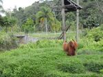 Potret Si Bujang, Orangutan yang Suka Perempuan