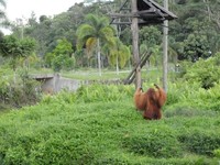 Insting dan kemampuan hidup Bujang di alam liar sudah hilang, karena sudah terlalu lama hidup di sirkus (selama 14 tahun). Melepas Bujang ke alam liar sama saja membuatnya mati perlahan-lahan, sebab akan kalah bersaing dengan hewan dan pejantan orangutan lainnya (Afif/detikTravel)