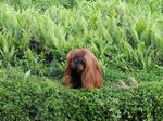 Potret Si Bujang, Orangutan yang Suka Perempuan