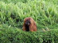 Terlalu lama hidup di sirkus, juga membuat daya tarik seksual Bujang berubah. Dia tidak terlalu tertarik pada orangutan betina, malah kepada manusia perempuan (Afif/detikTravel)