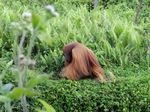 Potret Si Bujang, Orangutan yang Suka Perempuan