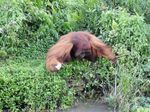 Potret Si Bujang, Orangutan yang Suka Perempuan