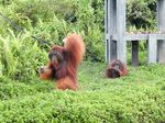 Potret Si Bujang, Orangutan yang Suka Perempuan