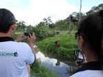 Potret Si Bujang, Orangutan yang Suka Perempuan