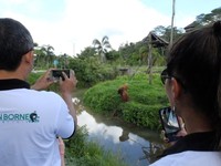 Pengunjung harap menjaga suara, tidak membuat keributan dan jangan melempar apapun ke dalam pulau. Melihat orangutan, seperti si Bujang ini dari dekat akan menjadi pengalaman tak terlupa (Afif/detikTravel)