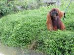 Potret Si Bujang, Orangutan yang Suka Perempuan