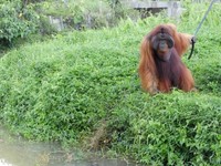 Tiket masuk ke Samboja Lestari sebesarRp 550.000, yang uangnya untuk pendanaan konservasi orangutan BOS. Atau sekalian saja menginap di penginapannya Samboja Lodge mulai dari harga Rp 1,3 jutaan dan sudah bisa melihat orangutan dari dekat (Afif/detikTravel)