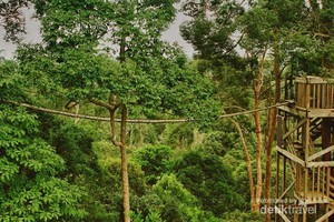 Wisata Alam Seru di Sekitar Balikpapan, Bukit Bangkirai Tempatnya!