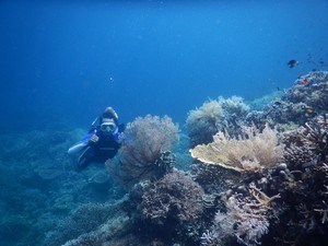Hitung-hitungan Biaya Liburan ke Derawan