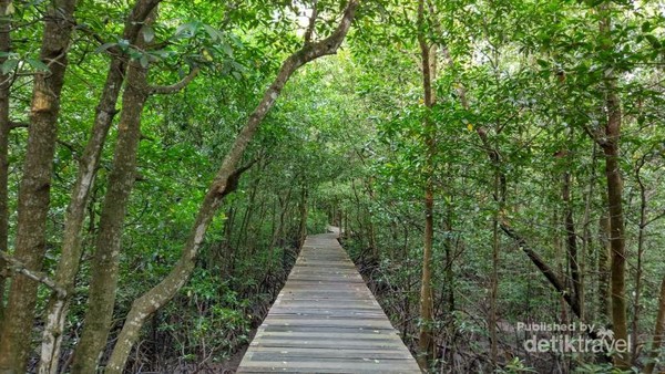 Sore Menakjubkan di Hutan Mangrove Tarakan