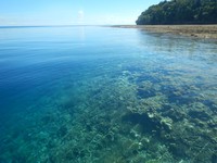 Untuk menuju Kepulauan Derawan, terdapat dua akses yakni dari Tarakan di Kalimantan Utara atau dari Berau di Kalimantan Timur. Yang pasti, dari dua tempat tersebut harus dilanjutkan naik boat dan air laut yang jernih akan menyambut kedatangan kita (Afif/detikTravel)