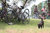 Di sepanjang rute hari pertama Toba Audax, banyak dijumpai anjing liar maupun anjing hutan. Mereka menjadi hiasan tersendiri dari panorama trek gowes di Sumatera Utara ini.
