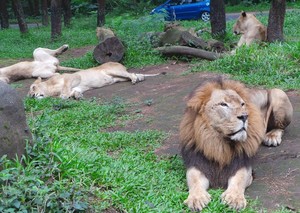 Yang Akan Hadir di Safari Prigen: Australian Zone & Hotel Baobab