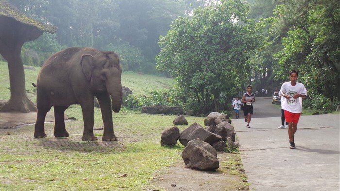 Safari Run 2016 Resmi Dimulai, Ribuan Peserta Siap Lari Bareng Satwa