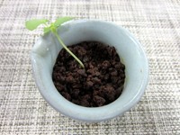 Pastry Chef Prambudiyono terampil mengolah dessert. Yang satu ini berupa klappertaart hangat dengan taburan choco crumb mirip tanah.
