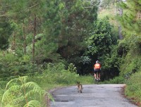 Seekor anjing liar melintas di jalan yang dipakai rute hari kedua Toba Audax 2016.