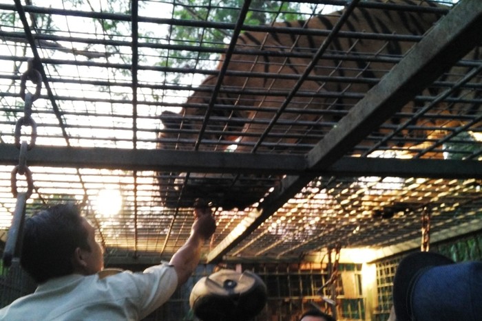 Safari Malam & Beri Makan Singa di Bali, Sensasinya Bikin Deg-degan!