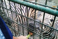 Zona pertama yang traveler lewati adalah zona satwa herbivora, di sini kalian bisa memberi makan satwa seperti Zebra, hingga Watusi dengan wortel (Wahyu/detikTravel)