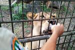 Memberi Makan Singa di Bali Malam Hari, Deg-degan!