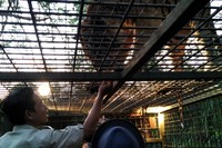 Apalagi memasuki wilayah harimau, kucing besar asal Sumatera ini sangat aktif saat sore hari sampai menjelang malam. Mereka sampai naik-naik ke atap mobil (Wahyu/detikTravel)