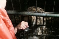 Jika kondisi hujan, tidak seperti satwa lainnya yang bersembunyi, harimau justru makin senang dan semakin aktif. Mereka memang jenis kucing besar yang senang hujan dan bermain air, berbeda dengan saudaranya yaitu singa (Wahyu/detikTravel)