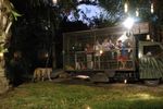 Memberi Makan Singa di Bali Malam Hari, Deg-degan!