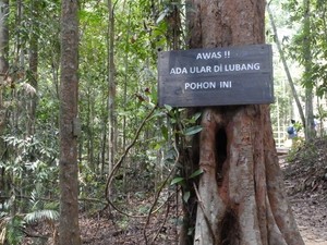 Trekking di Hutan Kalimantan, Tangan Jangan Masuk ke Lubang Pohon