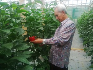 Jalan-jalan ke Kebun Paprika di Pasuruan