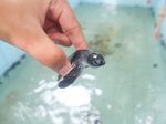 Sangalaki, Pulau Menggemaskan di Derawan
