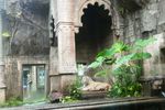 Wisata Kuliner Ditemani Harimau Putih di Prigen, Berani?