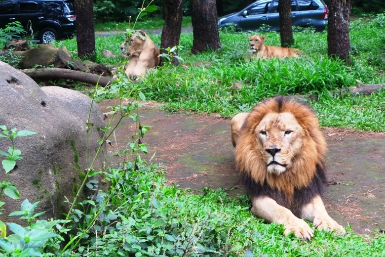 46++ Hewan singa dan harimau release
