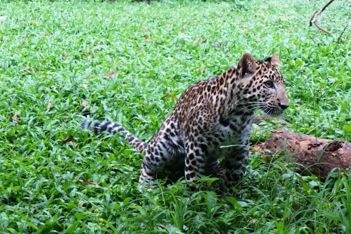Bertemu Thaba, Bayi Macan Tutul Afrika yang Lucu di Prigen