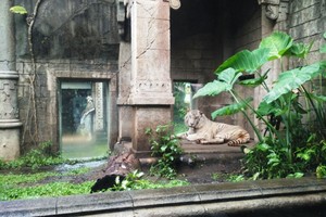 Sensasi Santap Siang Bareng Harimau Putih di Taman Safari Prigen