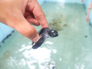 Halo, Tukik-tukik Lucu Derawan!