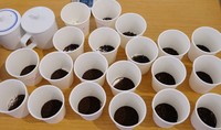 Perbedaan hasil teh hitam metode Orthodox dan CTC (Crush, Tear & Curl) juga diperlihatkan di sini. Begitu pula penjelasaan mengenai grade teh.
