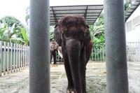 Inilah Linda, gajah Sumatera berjenis kelamin betina yang akan ditimbang berat badannya. Linda berumur 35 Tahun, dan sudah tinggal di Taman Safari sejak tahun 2011 (Wahyu/detikTravel)
