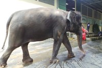 Linda merupakan korban konflik kerusuhan Sampit di Kalimantan. Beruntung dia selamat, dan kini bisa hidup dengan tenang. (Wahyu/detikTravel)