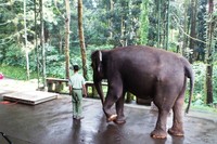 Kesehatan gajah selalu diperhatikan, caranya dengan selalu memonitor berat badan gajah. Untuk itu, setiap sebulan sekali gajah ditimbang berat badannya. Kali ini giliran Linda yang akan ditimbang (Wahyu/detikTravel)
